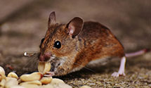 24 Hour & Emergency Exterminators in Writsvlle Bch, NC